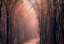 59+43+42！联盟第1！字母哥如日中天，雄鹿却与总冠军渐行渐远.